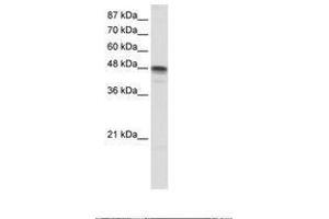 anti-RNA Binding Motif, Single Stranded Interacting Protein 3 (RBMS3) (AA 125-174) antibody