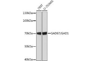 Western blot analysis of extracts of various cell lines, using G/G Rabbit mAb (ABIN7267410) at 1:1000 dilution. (GAD anticorps)