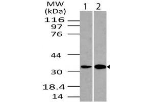 Image no. 1 for Goat anti-Rabbit IgG antibody (HRP) (ABIN5027926) (Chèvre anti-Lapin IgG Anticorps (HRP))