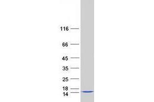 Validation with Western Blot