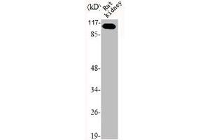 Western Blot analysis of RAT-KIDNEY cells using mGluR-7 Polyclonal Antibody