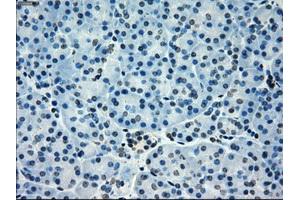 Immunohistochemistry (IHC) image for anti-P450 (Cytochrome) Oxidoreductase (POR) antibody (ABIN1497742) (POR anticorps)