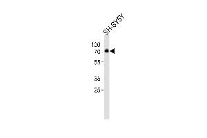 Western blot analysis of lysate from SH-SY5Y cell line, using DBH Antibody (Center) (ABIN6243182 and ABIN6577580). (DBH anticorps  (AA 199-232))