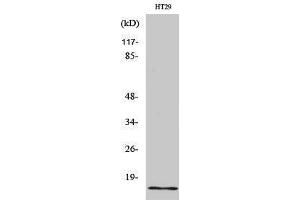 Western Blotting (WB) image for anti-Insulin-Like 4 (Placenta) (INSL4) (Internal Region) antibody (ABIN3185191) (INSL4 anticorps  (Internal Region))