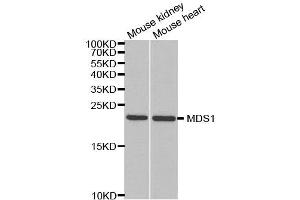 Western Blotting (WB) image for anti-MDS1 and EVI1 Complex Locus (MECOM) antibody (ABIN1876875)