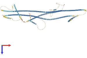AlphaFold protein structure predicition of Mouse Recombinant Golga2 Protein, UniprotID Q921M4