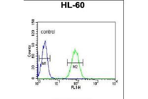 Flow cytometric analysis of HL-60 cells (right histogram) compared to a negative control cell (left histogram). (NASP anticorps  (N-Term))