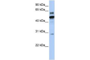 WB Suggested Anti-ESRRA Antibody Titration:  0. (ESRRA anticorps  (N-Term))