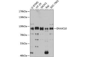 Western blot analysis of extracts of various cell lines, using DN antibody (ABIN6130306, ABIN6139717, ABIN6139719 and ABIN6215728) at 1:3000 dilution. (DNAJC10 anticorps  (AA 614-793))