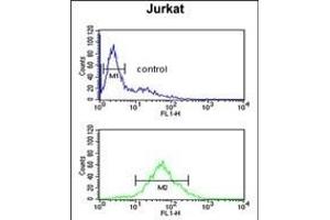 SHCBP1 Antibody (C-term) (ABIN651625 and ABIN2840332) flow cytometric analysis of Jurkat cells (bottom histogram) compared to a negative control cell (top histogram).