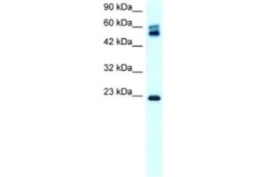 Western Blotting (WB) image for anti-Claudin 8 (CLDN8) antibody (ABIN2460769) (CLDN8 anticorps)
