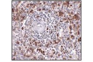 anti-Interleukin-27 subunit beta (IL-27b) (C-Term) antibody