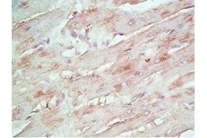 Rat heart tissue stained by rabbit Anti-beta Defensin 8 (Mouse) Antiserum
