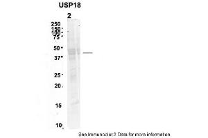 Sample Type: 2. (USP18 anticorps  (N-Term))