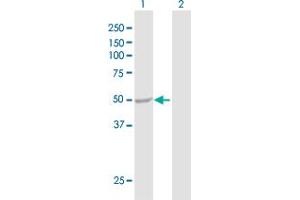 Western Blot analysis of ENO3 expression in transfected 293T cell line by ENO3 MaxPab polyclonal antibody.