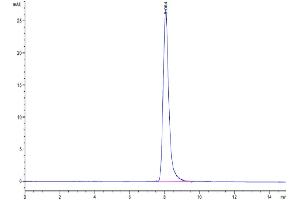 The purity of Cynomolgus/Rhesus macaque Her3 is greater than 95 % as determined by SEC-HPLC.