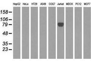 Western blot analysis of extracts (35 µg) from 9 different cell lines by using anti-EPM2AIP1 monoclonal antibody. (EPM2AIP1 anticorps)