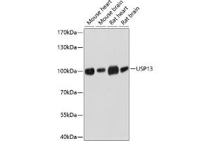 Western blot analysis of extracts of various cell lines, using USP13 antibody (ABIN6130758, ABIN6149996, ABIN6149997 and ABIN6214450) at 1:3000 dilution.