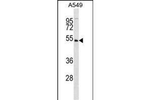 KIS Antibody (C6) (ABIN392641 and ABIN2842145) western blot analysis in A549 cell line lysates (35 μg/lane). (UHMK1 anticorps  (N-Term))