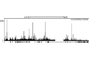 ChIP DNA-Sequencing (ChIP-seq) image for anti-Lysine (K)-Specific Demethylase 5C (KDM5C) (AA 275-325) antibody (ABIN7453308) (KDM5C anticorps  (AA 275-325))