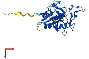 AlphaFold protein structure predicition of Mouse Recombinant Ntaq1 Protein, UniprotID Q80WB5