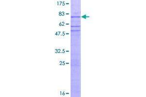 Image no. 1 for Zinc Finger Protein 563 (ZNF563) (AA 1-476) protein (GST tag) (ABIN1326288)