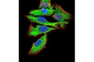 Immunofluorescence analysis of Hela cells using GNAS mouse mAb (green). (GNAS anticorps  (AA 42-188))