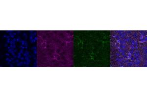 Immunohistochemistry (IHC) image for anti-Glutamate-Ammonia Ligase (GLUL) antibody (ABIN7456060) (GLUL anticorps)