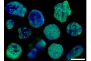 Immunofluorescence (IF) image for anti-Histone H3 (H3) antibody (ABIN619545) (Histone 3 anticorps)