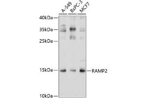 Western blot analysis of extracts of various cell lines, using R antibody (ABIN3017320, ABIN3017321, ABIN3017322 and ABIN6220039) at 1:1000 dilution. (RAMP2 anticorps  (AA 1-145))