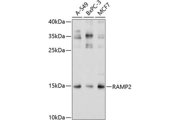 RAMP2 anticorps  (AA 1-145)