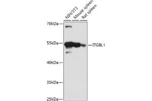 Western blot analysis of extracts of various cell lines, using ITGBL1 antibody (ABIN7267940) at 1:1000 dilution. (ITGBL1 anticorps  (AA 200-300))