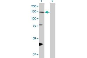 Western Blot analysis of EIF4ENIF1 expression in transfected 293T cell line by EIF4ENIF1 MaxPab polyclonal antibody.