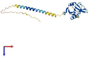 AlphaFold protein structure predicition of Human Recombinant KLRB1 Protein, UniprotID Q12918