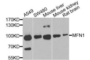Western blot analysis of extracts of various cell lines, using MFN1 antibody. (MFN1 anticorps  (AA 622-741))