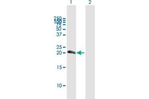Western Blot analysis of NUDT10 expression in transfected 293T cell line by NUDT10 MaxPab polyclonal antibody.