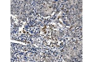 IHC analysis of POLR2A using anti-POLR2A antibody (ABIN7599598). (POLR2A/RPB1 anticorps  (AA 10-321))