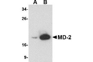 Western Blotting (WB) image for anti-Lymphocyte Antigen 96 (LY96) antibody (ABIN1031730) (LY96 anticorps)