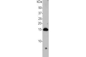 Blot of ABIN1842228 on crude extract of rat brain, showing strong band at 15 kDa. (SNCA anticorps)