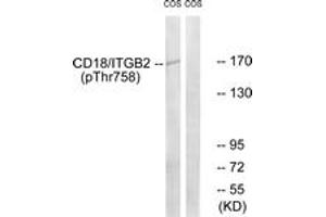 Western blot analysis of extracts from COS7 cells treated with EGF 200ng/ml 30', using CD18/ITGB2 (Phospho-Thr758) Antibody. (Integrin beta 2 anticorps  (pThr758))
