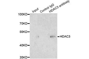 Immunoprecipitation analysis of 200ug extracts of 293T cells using 1ug HDAC3 antibody. (HDAC3 anticorps)