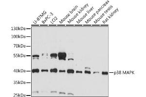 Western blot analysis of extracts of various cell lines, using p38 antibody (ABIN6130006, ABIN6143525, ABIN6143527 and ABIN6221180) at 1:1000 dilution. (MAPK14 anticorps  (AA 1-360))