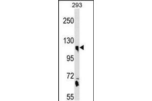 Western blot analysis in 293 cell line lysates (35ug/lane). (Calsyntenin 1 anticorps  (N-Term))