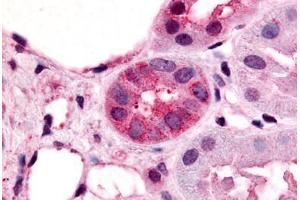 Anti-VN1R1 antibody  ABIN1049460 IHC staining of human kidney, renal tubules. (VN1R1 anticorps  (Cytoplasmic Domain))
