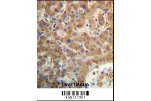 SEC14L4 Antibody immunohistochemistry analysis in formalin fixed and paraffin embedded human liver tissue followed by peroxidase conjugation of the secondary antibody and DAB staining. (SEC14L4 anticorps  (N-Term))