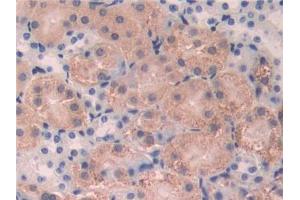 DAB staining on IHC-P; Samples: Mouse Kidney Tissue (CD15 anticorps  (AA 144-389))