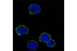 Figur: Immunofluorescence analysis of K562 cells using anti-CD247 mAb (green). (CD247 anticorps)