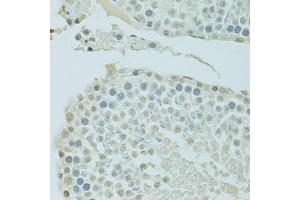 Immunohistochemistry of paraffin-embedded rat testis using BRD3 antibody (ABIN6003514) at dilution of 1/100 (40x lens). (BRD3 anticorps)