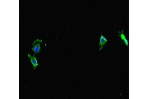 Immunofluorescent analysis of Hela cells using ABIN7164173 at dilution of 1:100 and Alexa Fluor 488-congugated AffiniPure Goat Anti-Rabbit IgG(H+L) (CWC22 anticorps  (AA 360-623))