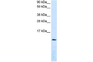 CXCL12 antibody (70R-10501) used at 0.